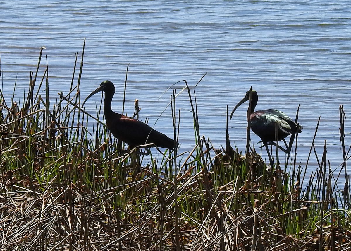 Glossy Ibis - ML618272020