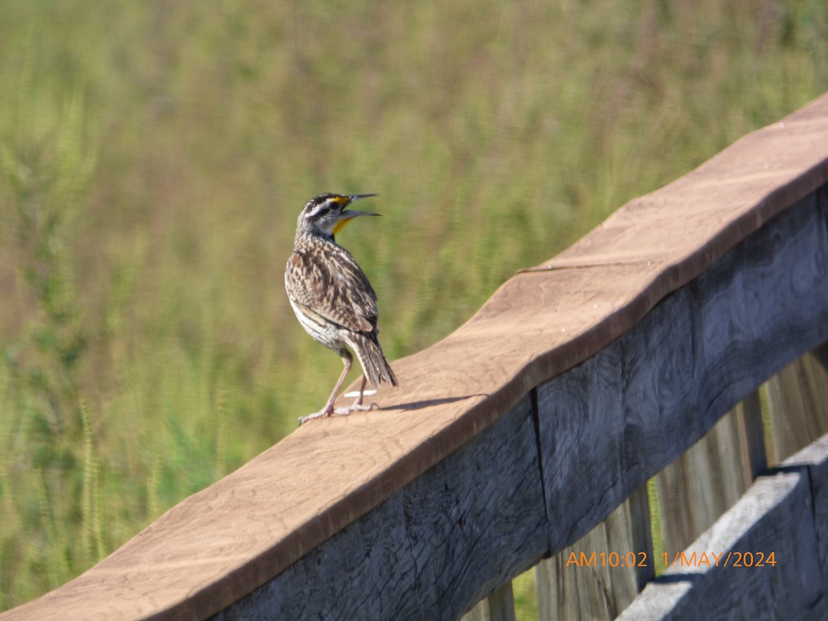 Eastern Meadowlark - ML618272040