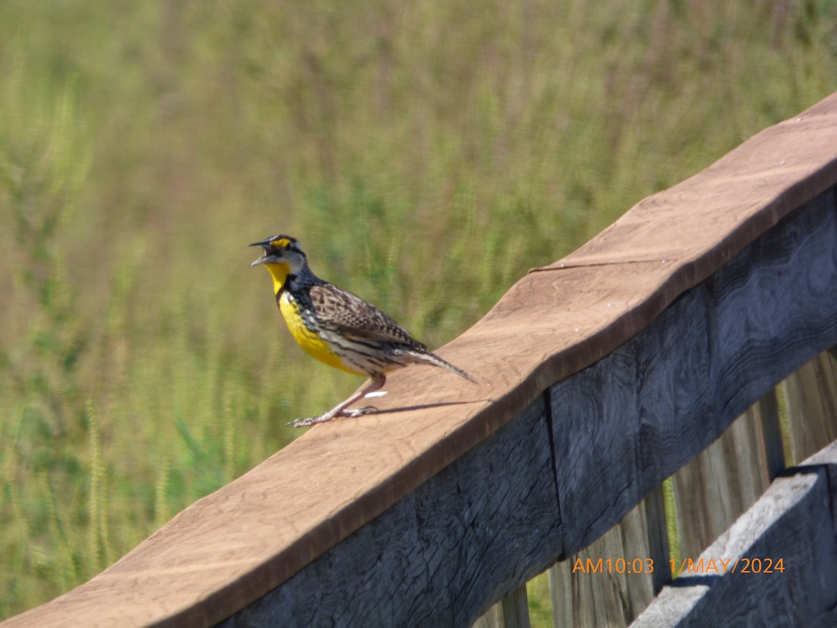 Eastern Meadowlark - ML618272043