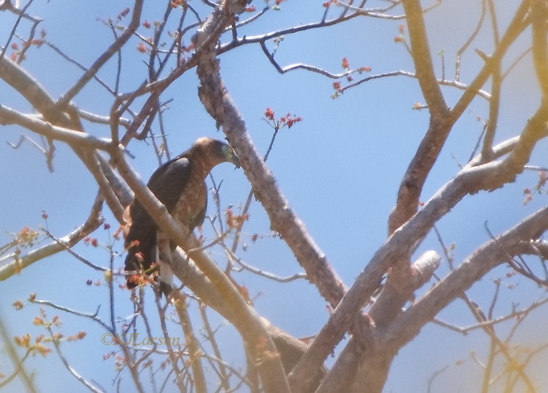 Hook-billed Kite (Grenada) - ML618272068