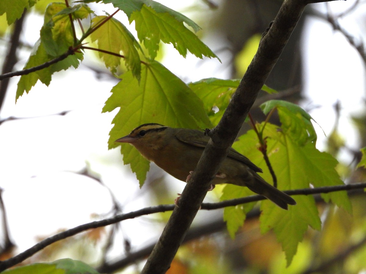 Worm-eating Warbler - ML618272077