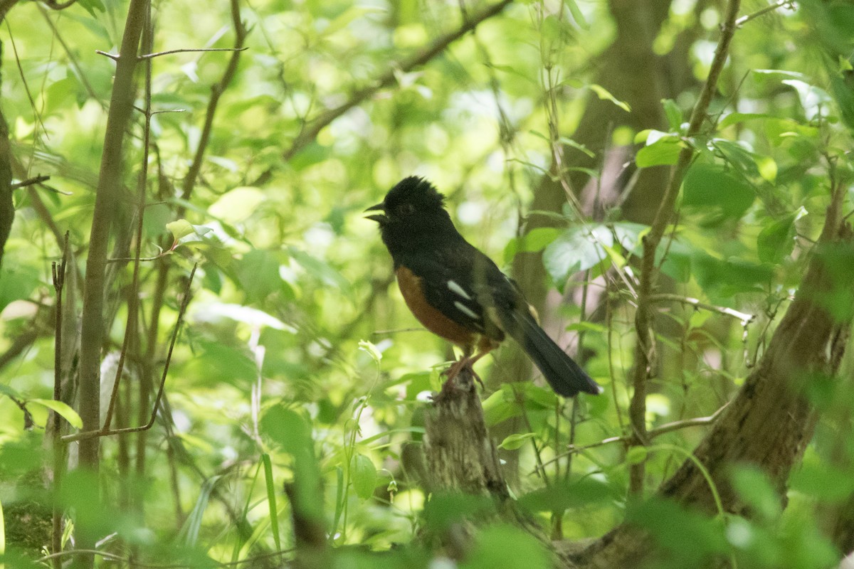 Eastern Towhee - Sam Stuart