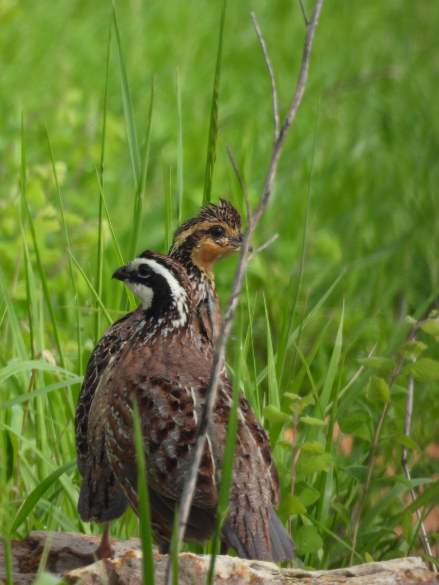 Northern Bobwhite - ML618272125