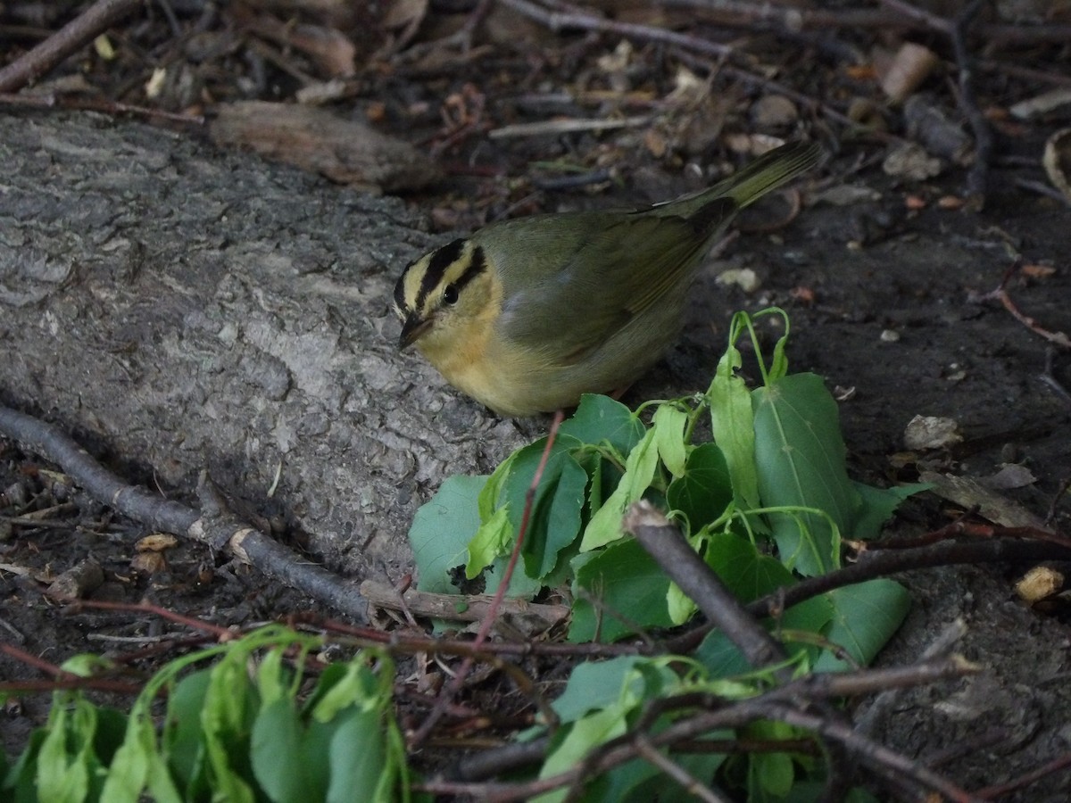 Worm-eating Warbler - ML618272128
