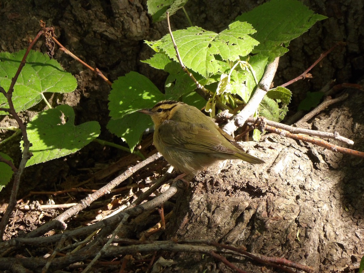 Worm-eating Warbler - ML618272129