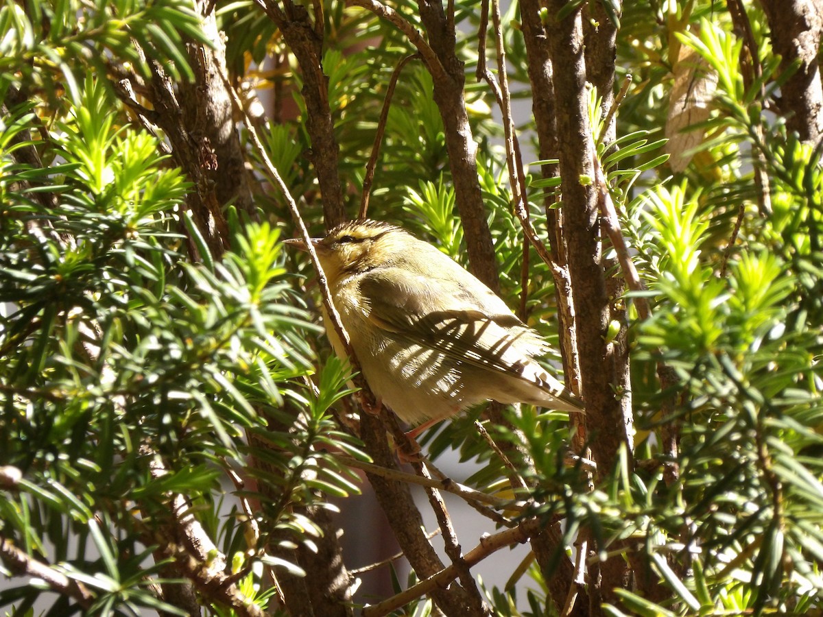 Worm-eating Warbler - ML618272130