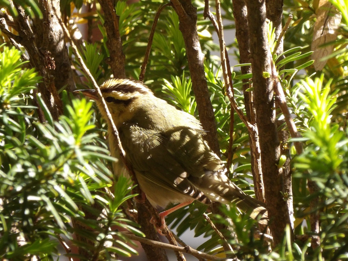 Worm-eating Warbler - ML618272131