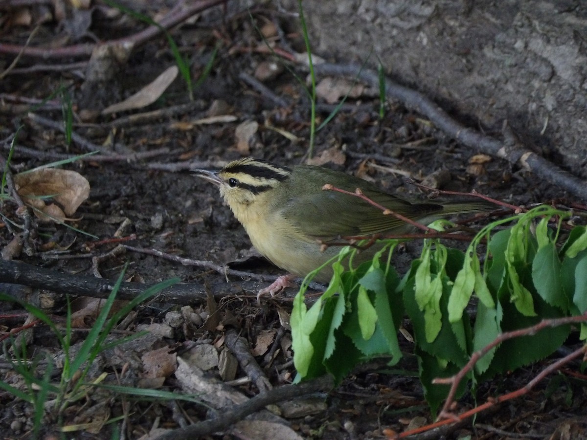 Worm-eating Warbler - ML618272132
