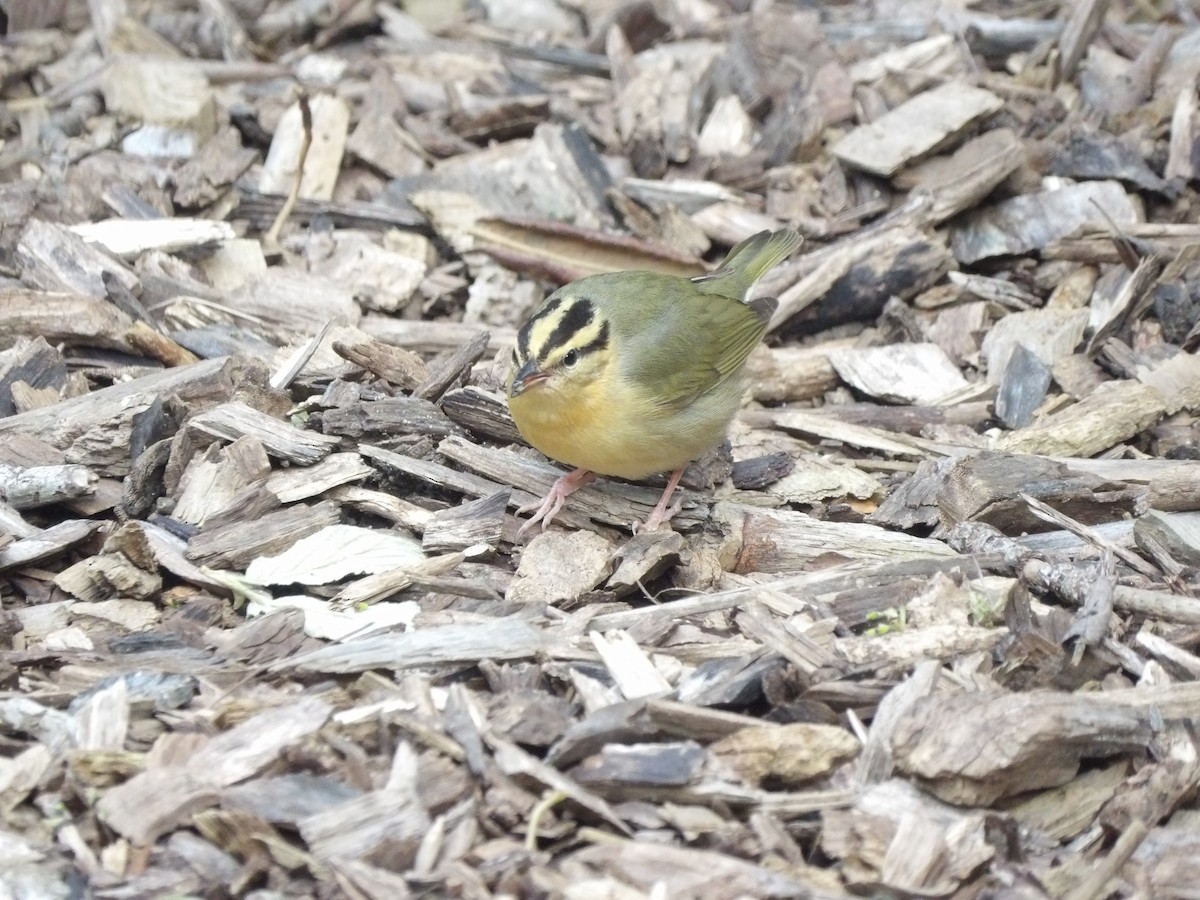 Worm-eating Warbler - ML618272133
