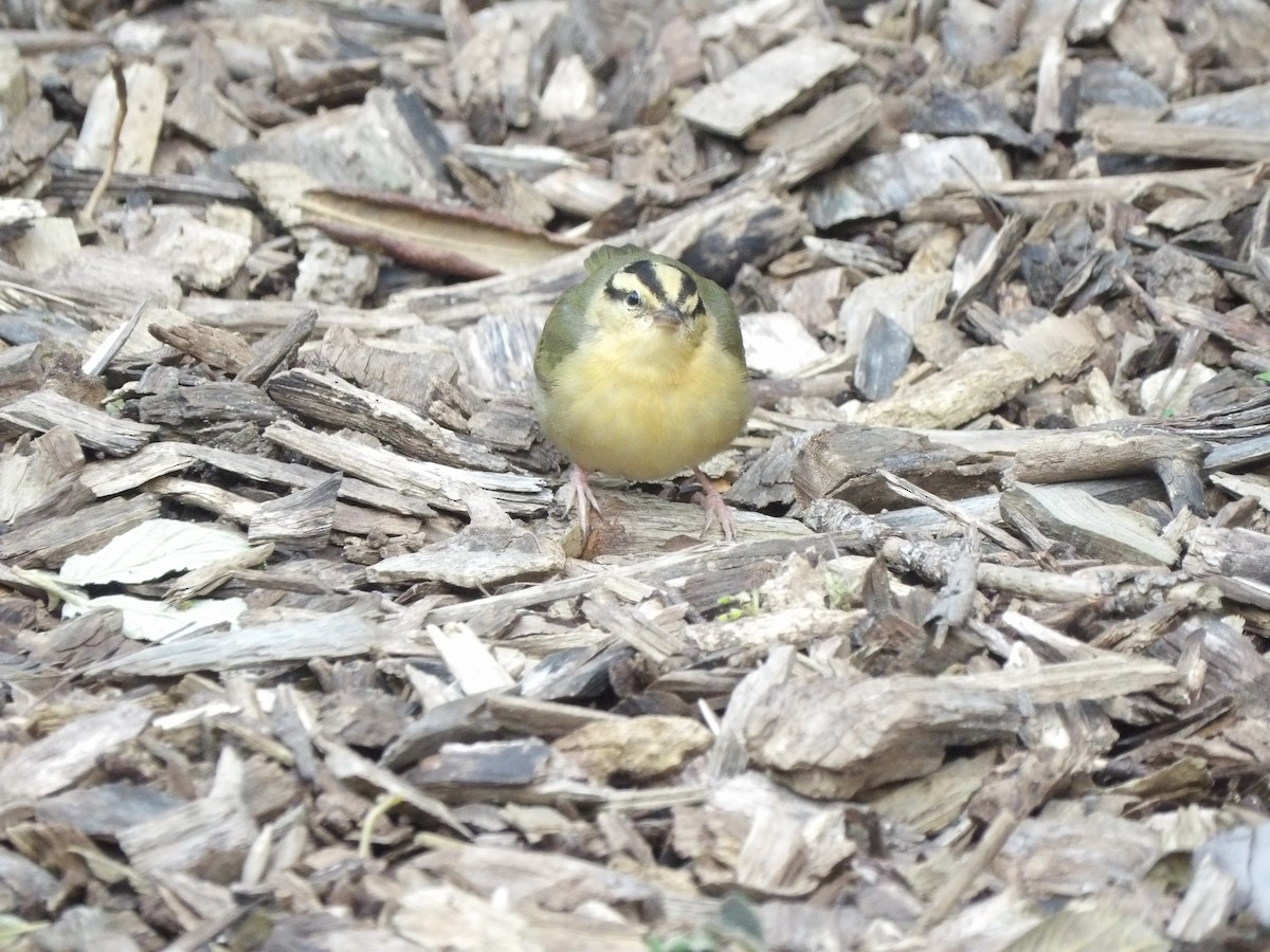 Worm-eating Warbler - ML618272134