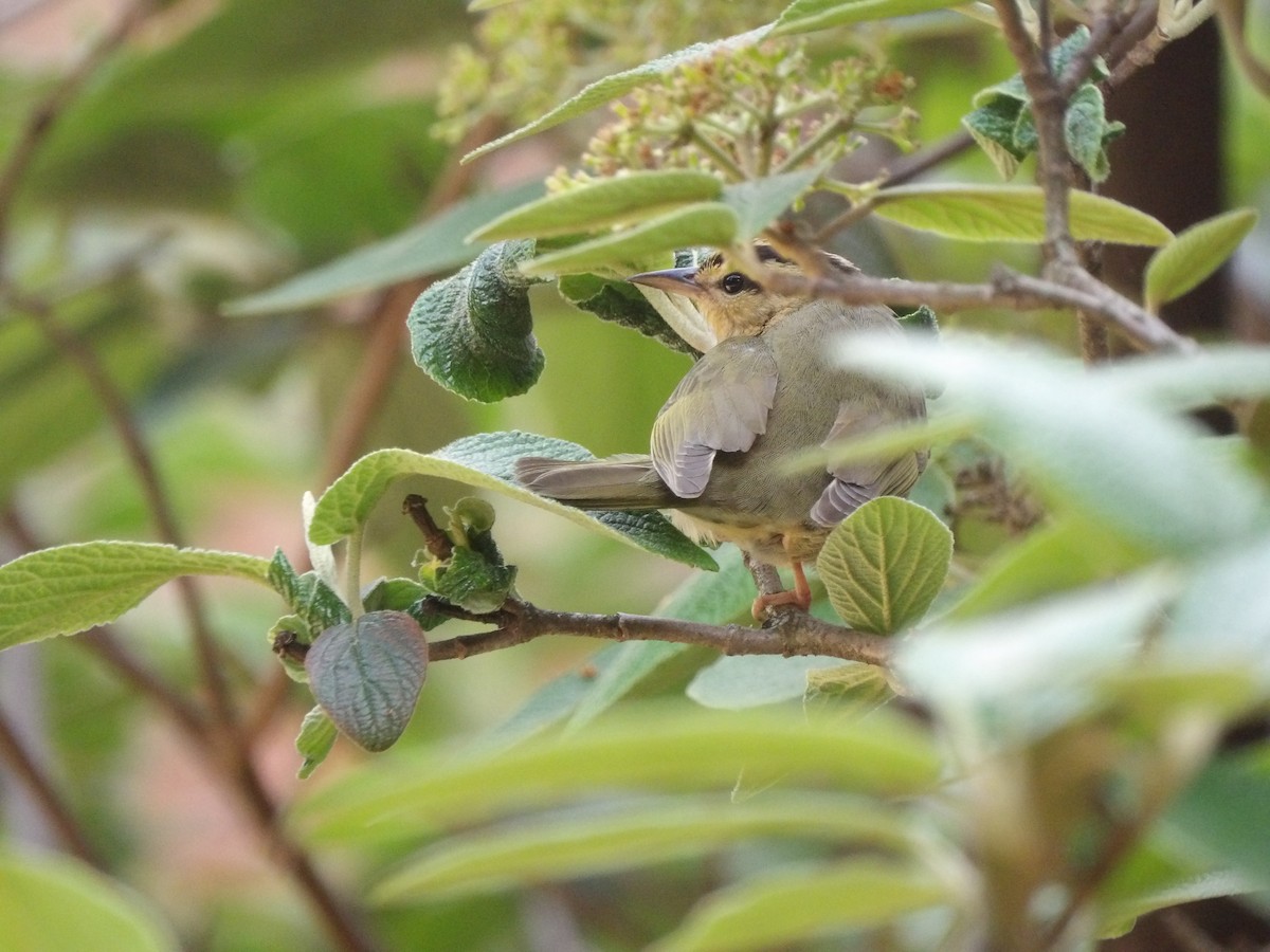 Worm-eating Warbler - ML618272135