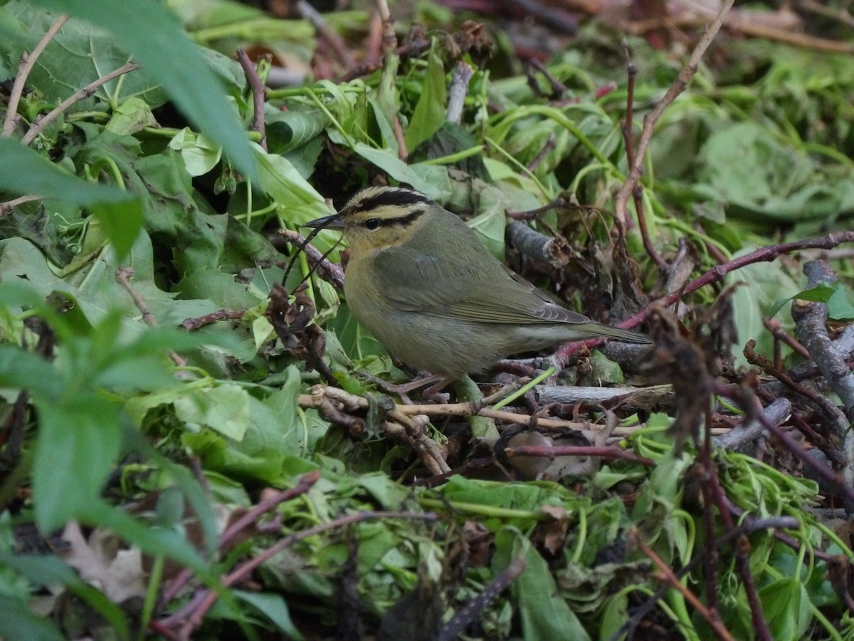 Worm-eating Warbler - ML618272136