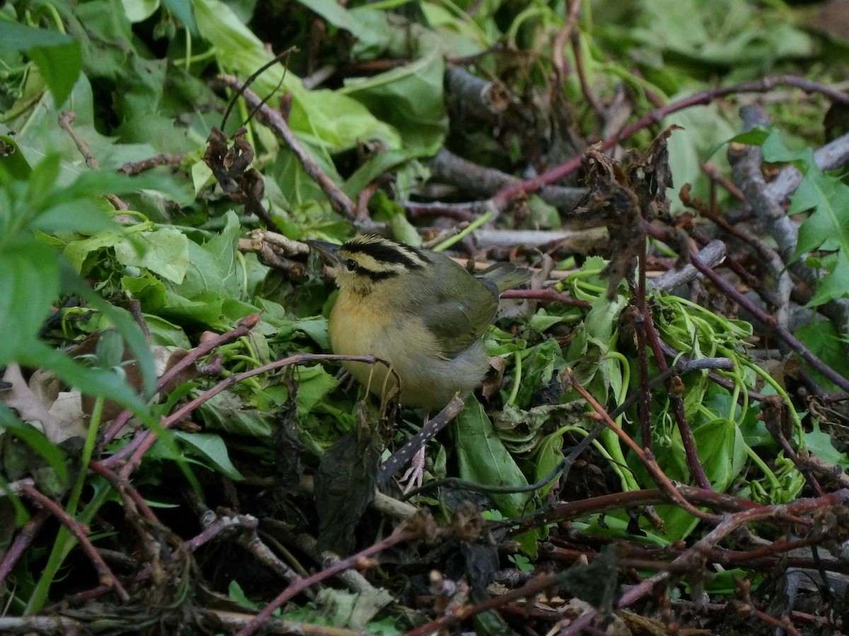 Worm-eating Warbler - ML618272138
