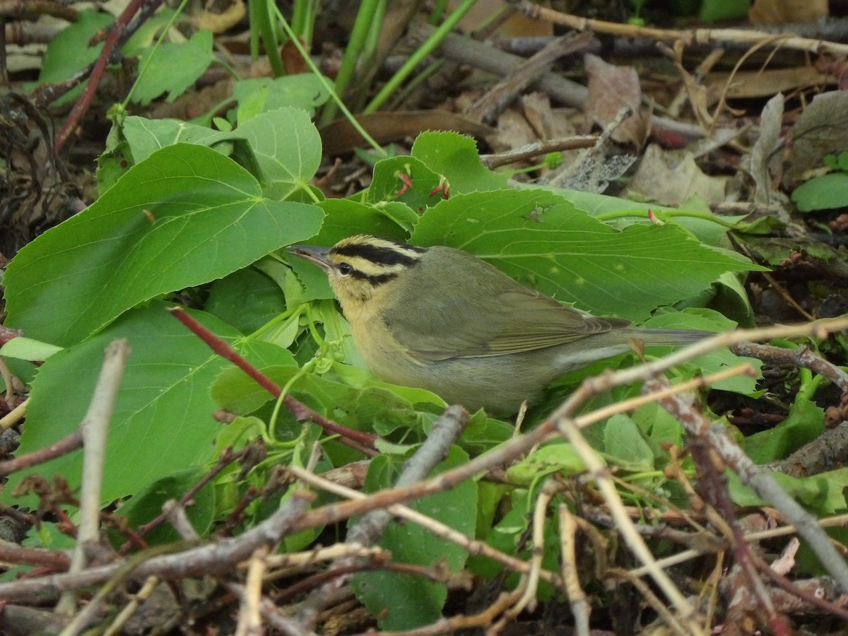 Worm-eating Warbler - ML618272139