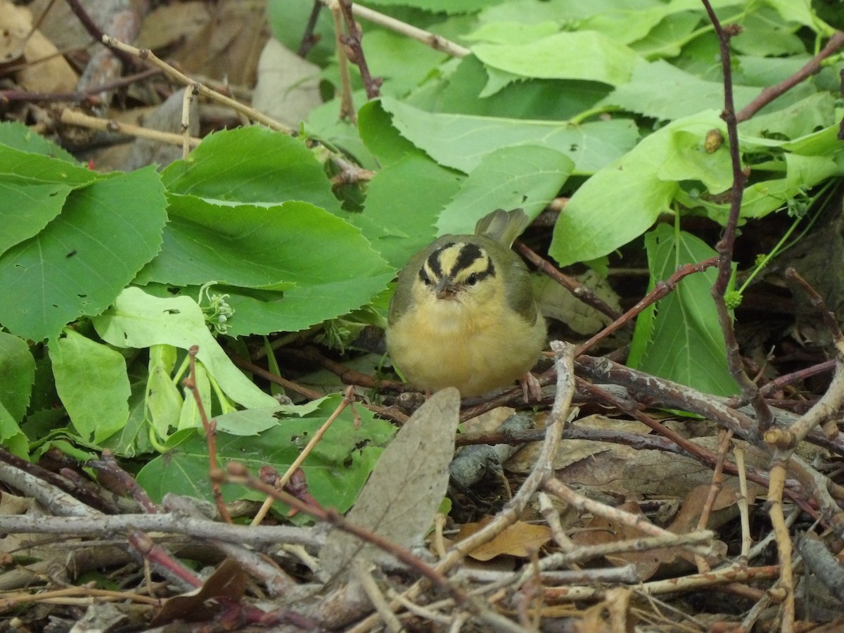 Worm-eating Warbler - ML618272140