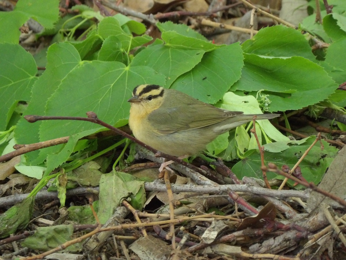 Worm-eating Warbler - ML618272141