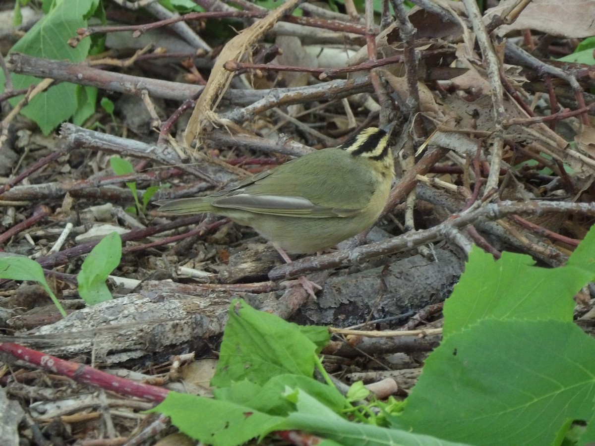 Worm-eating Warbler - ML618272142