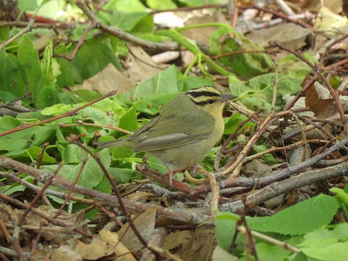 Worm-eating Warbler - ML618272143