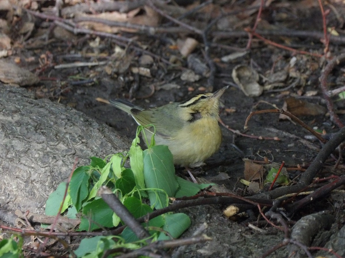 Worm-eating Warbler - ML618272146