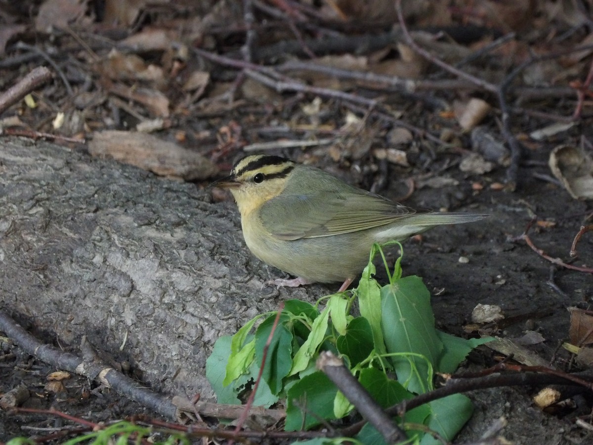 Worm-eating Warbler - ML618272147