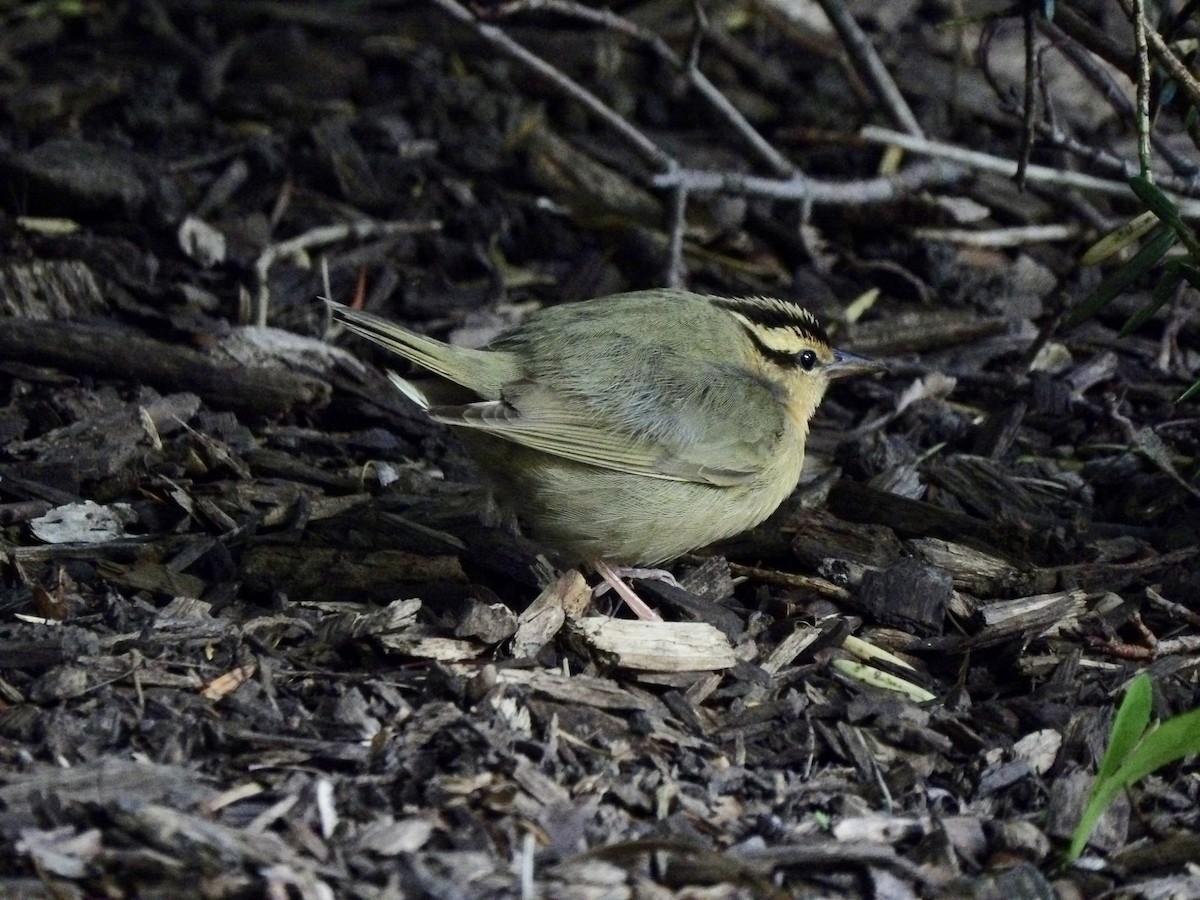 Worm-eating Warbler - ML618272148