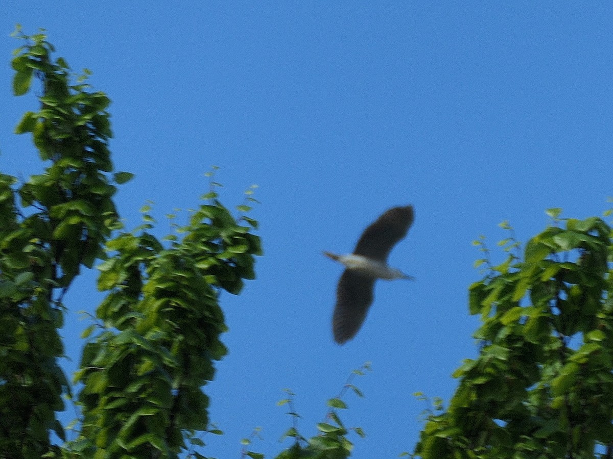 Black-crowned Night Heron - Jim McNamee