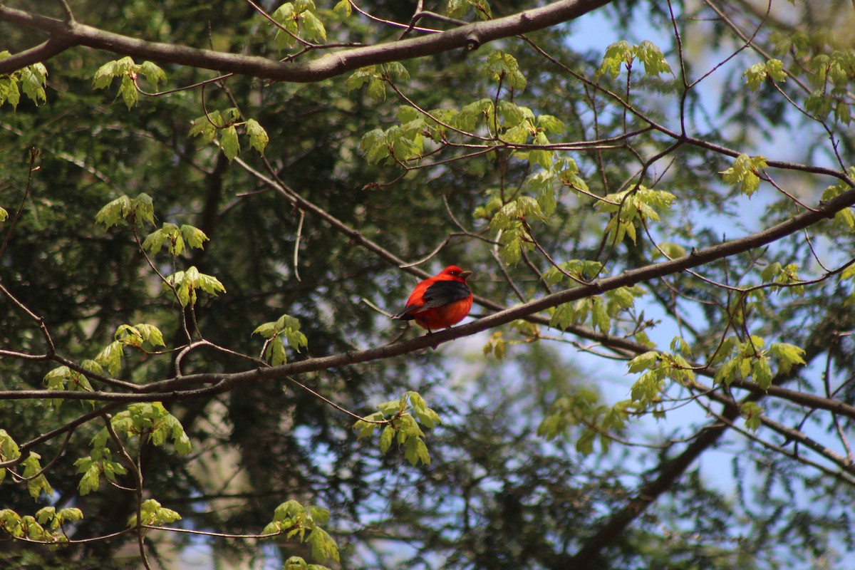 Scarlet Tanager - ML618272161