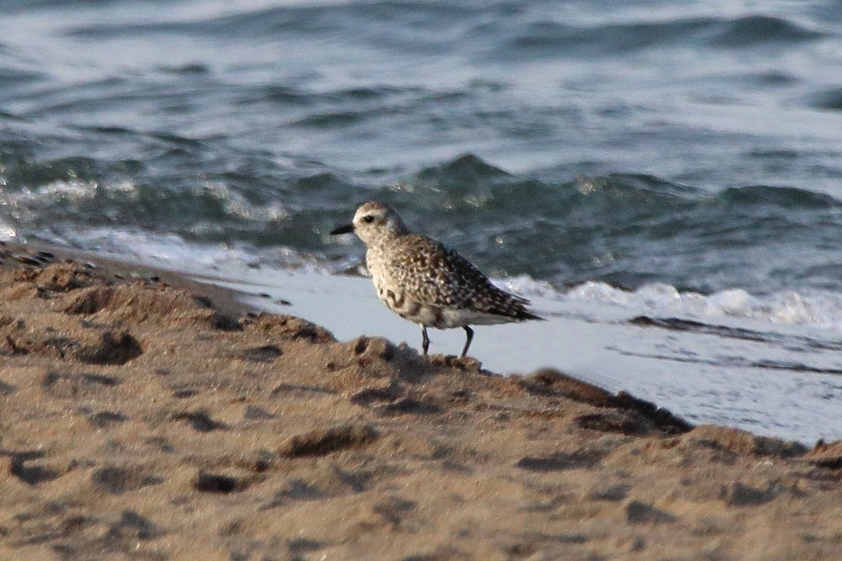 Black-bellied Plover - ML618272174