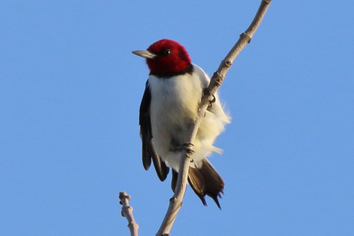 Red-headed Woodpecker - Dave Brown