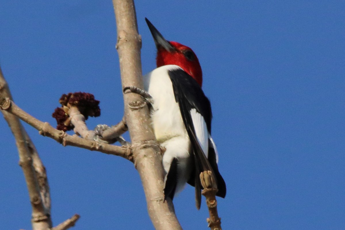 Red-headed Woodpecker - Dave Brown