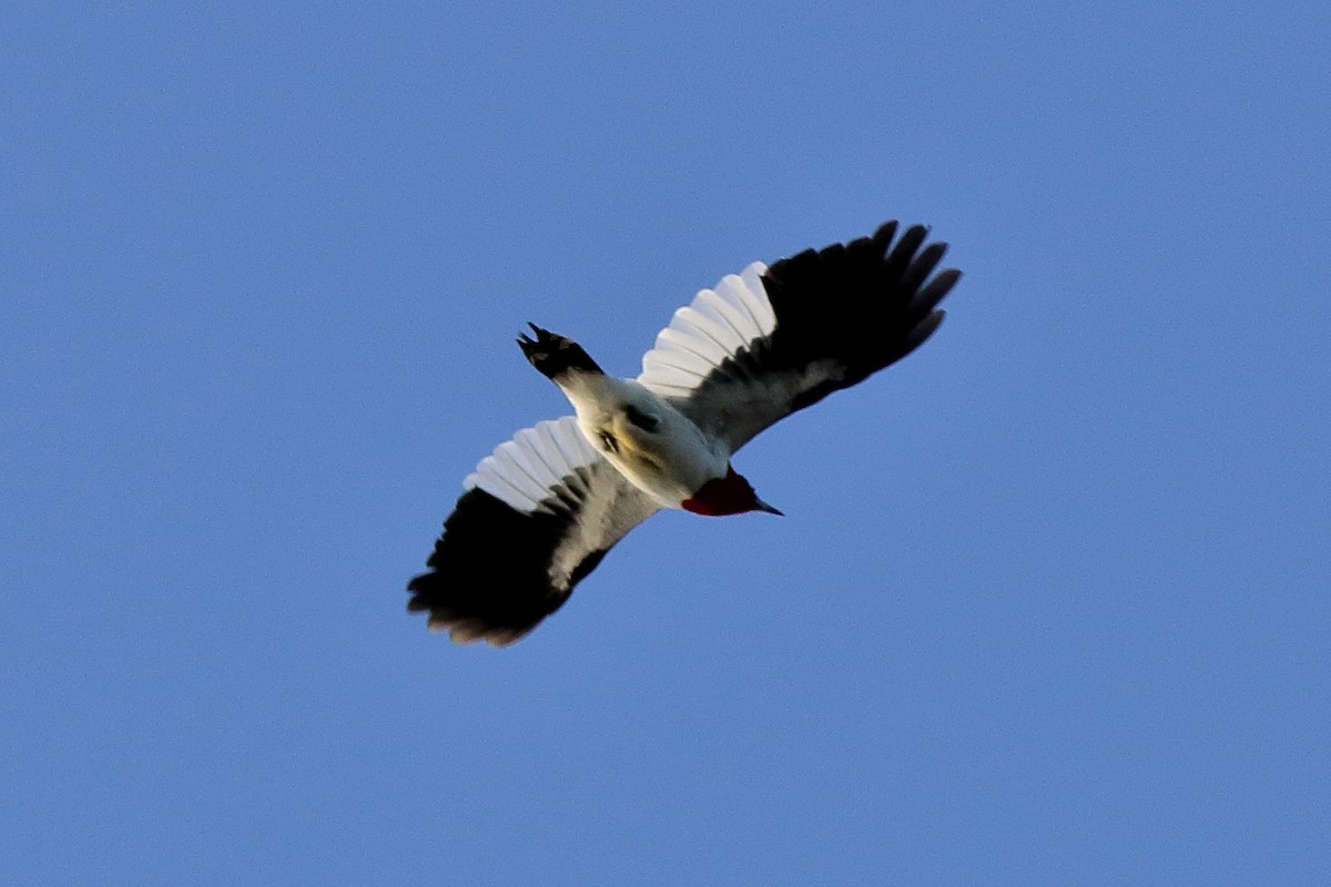 Red-headed Woodpecker - Dave Brown