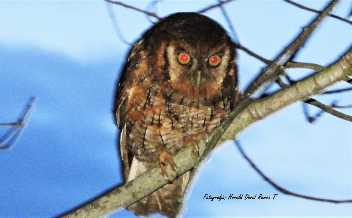 Tropical Screech-Owl - Harold Ramos Torres