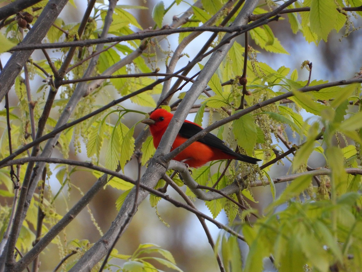 Scarlet Tanager - ML618272191