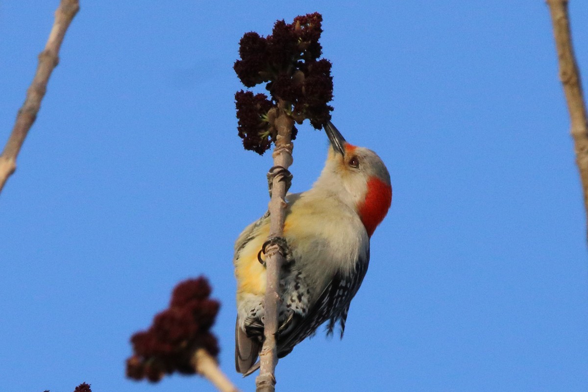 Red-bellied Woodpecker - Dave Brown