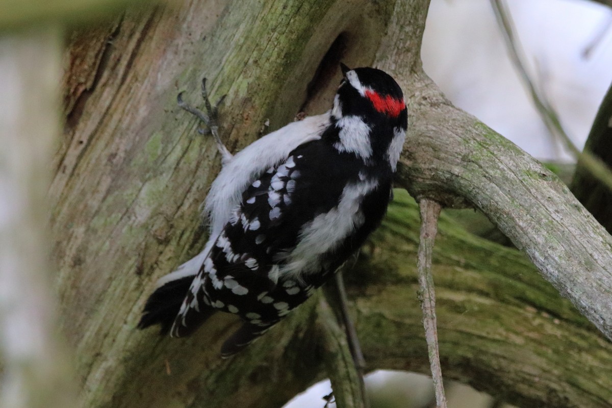 Downy Woodpecker - Dave Brown