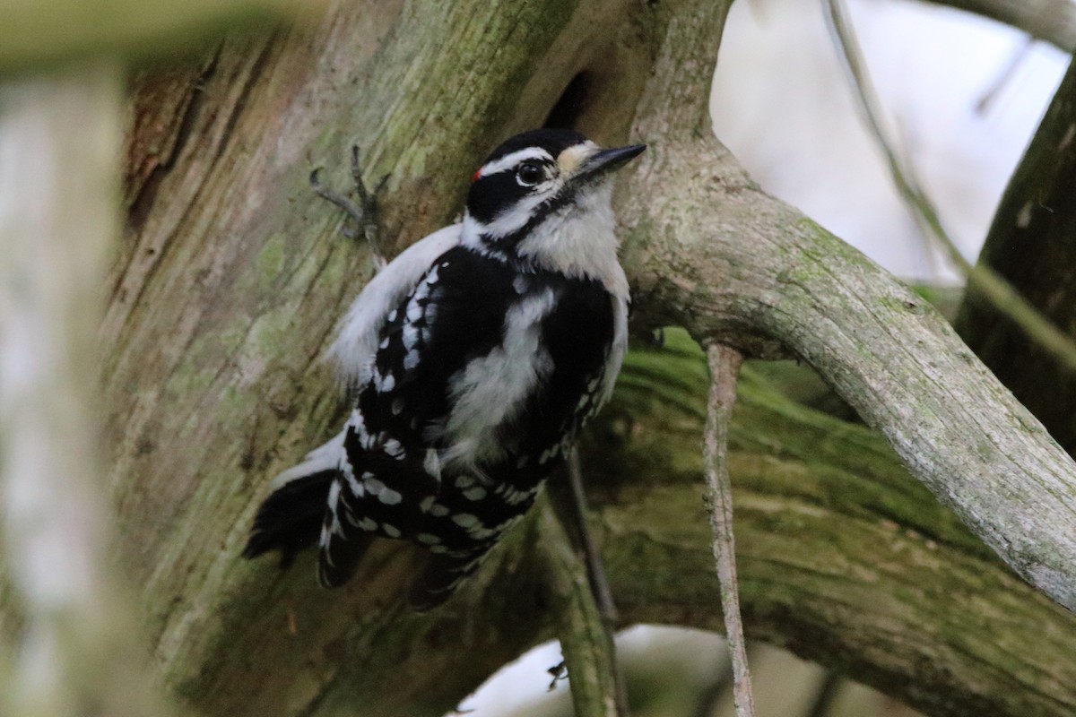 Downy Woodpecker - Dave Brown