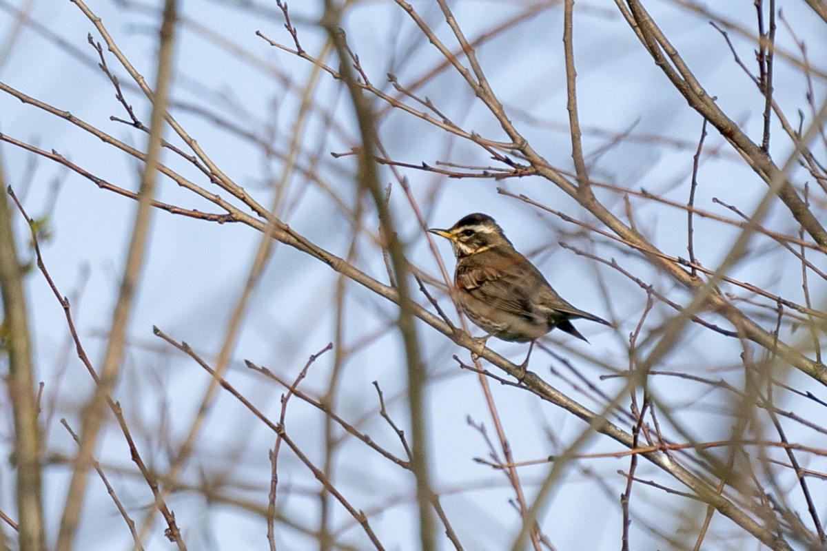 Redwing - Slawomir Dabrowski