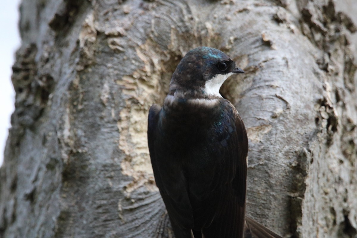 Tree Swallow - Dave Brown