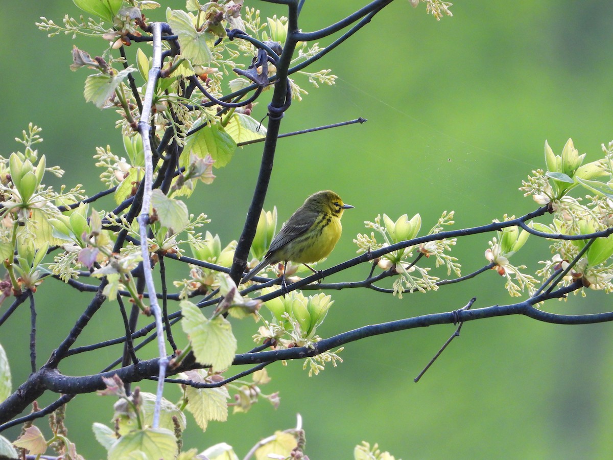 Prairie Warbler - ML618272242