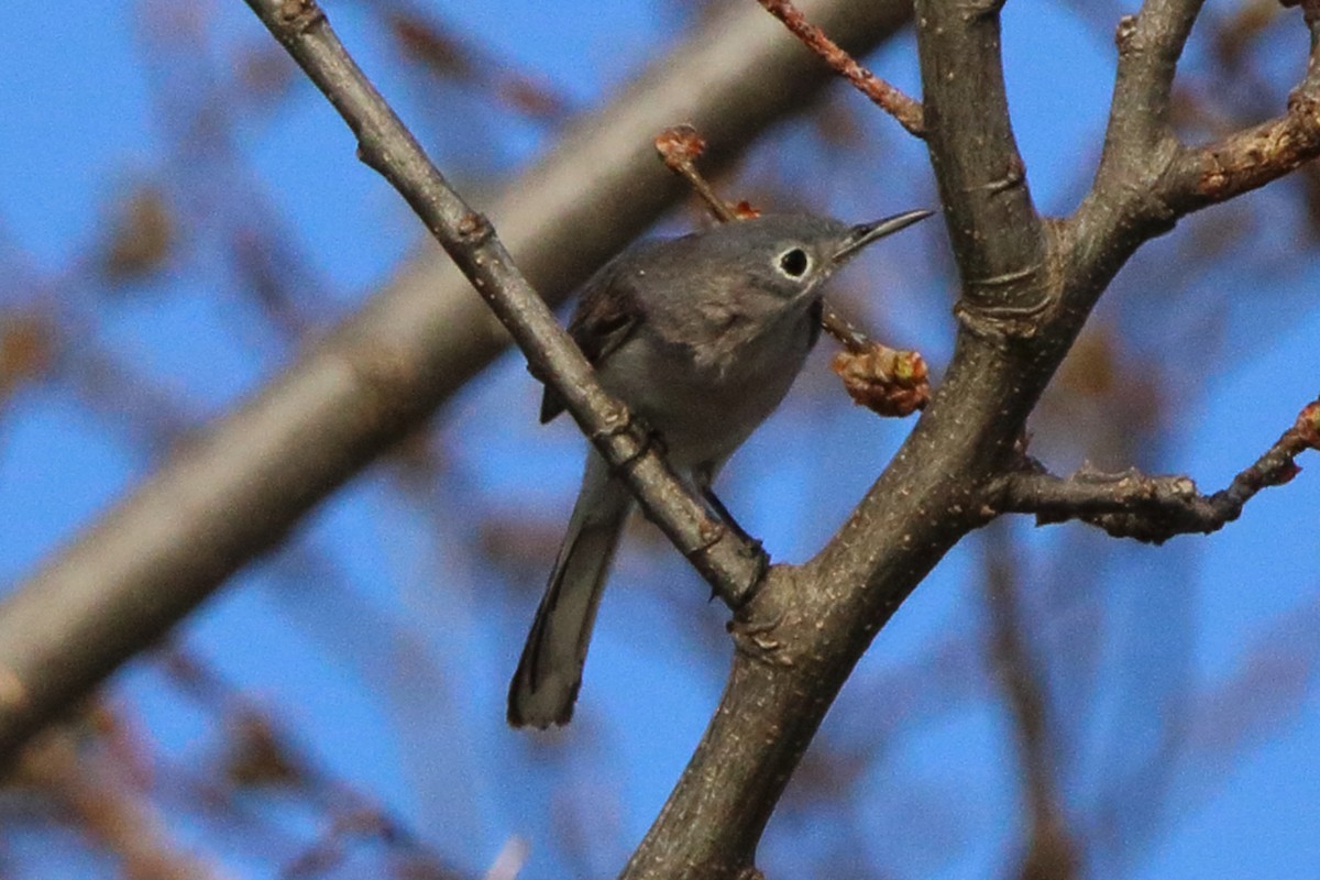 Blue-gray Gnatcatcher - Dave Brown