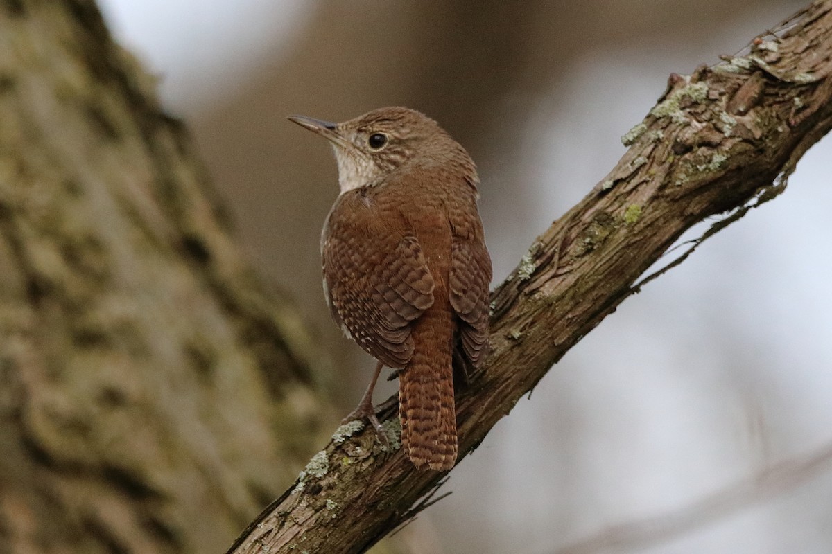 House Wren - Dave Brown