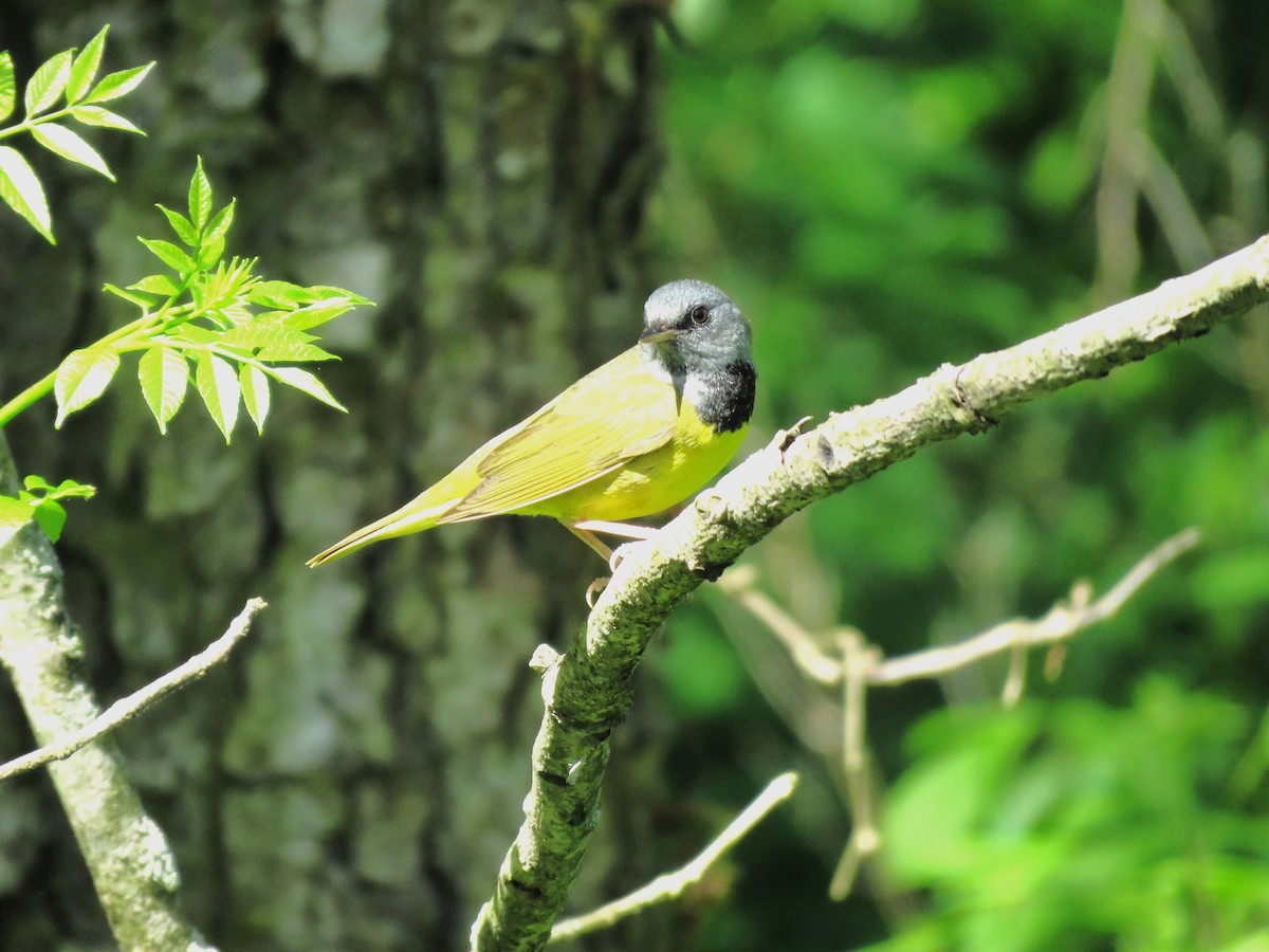 Mourning Warbler - Atlee Yoder