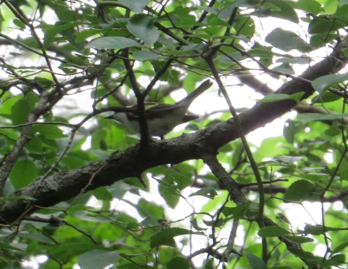 Chestnut-sided Warbler - JOHN KIRK