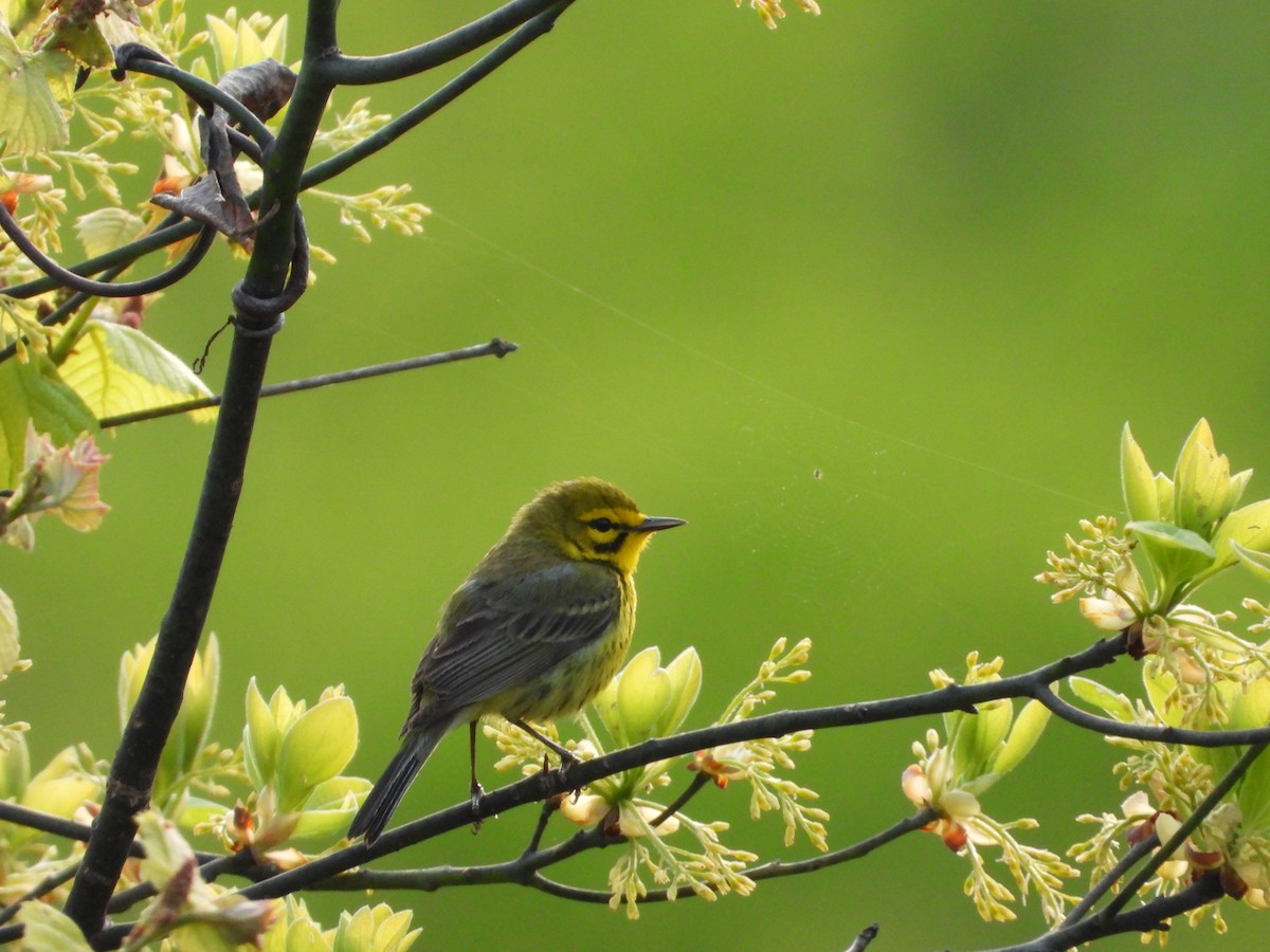 Prairie Warbler - ML618272283