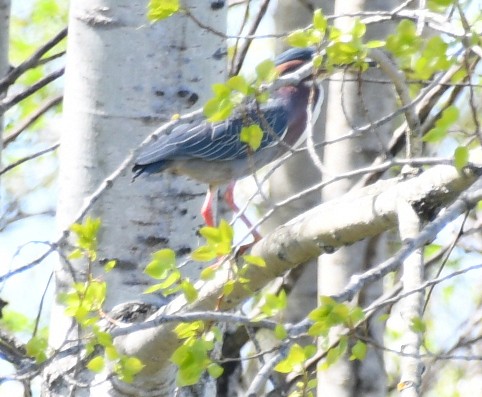 Green Heron (virescens/bahamensis) - ML618272289