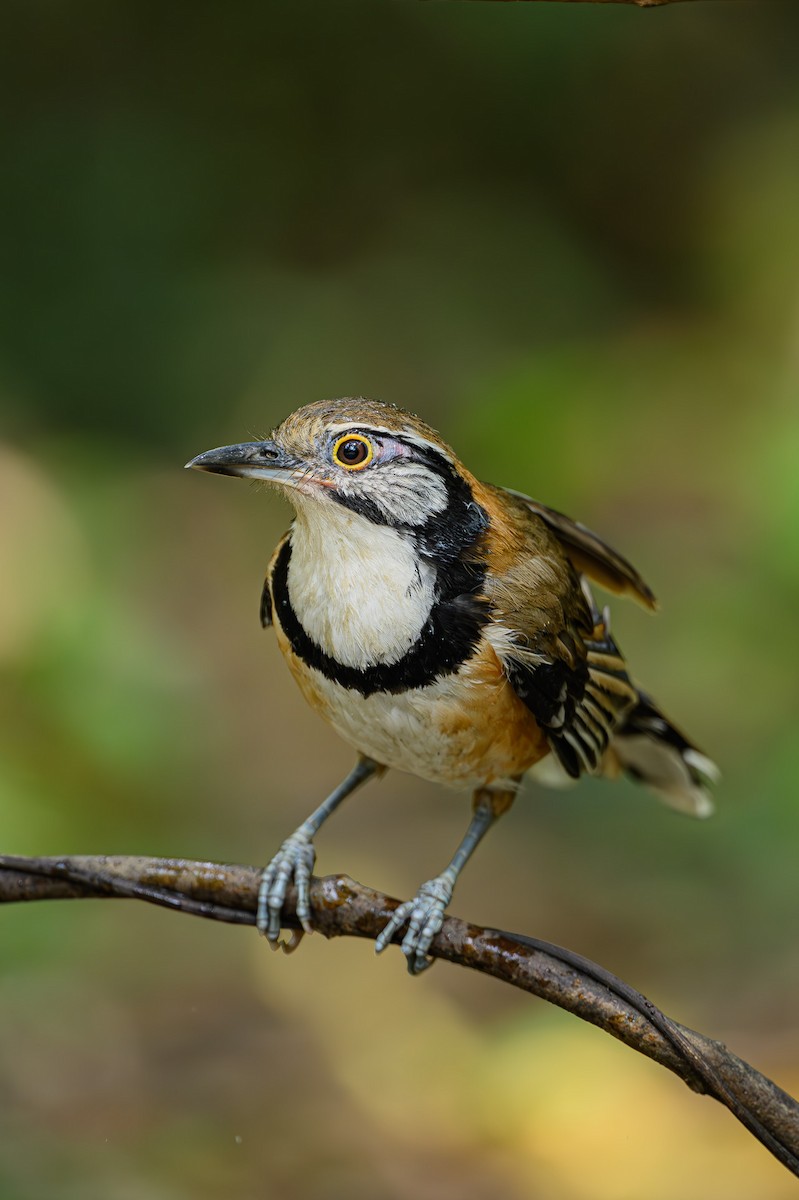 Greater Necklaced Laughingthrush - ML618272326