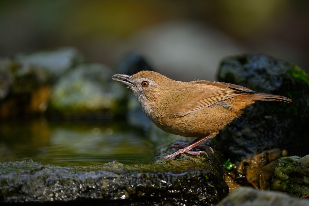 Abbott's Babbler - Sudhir Paul