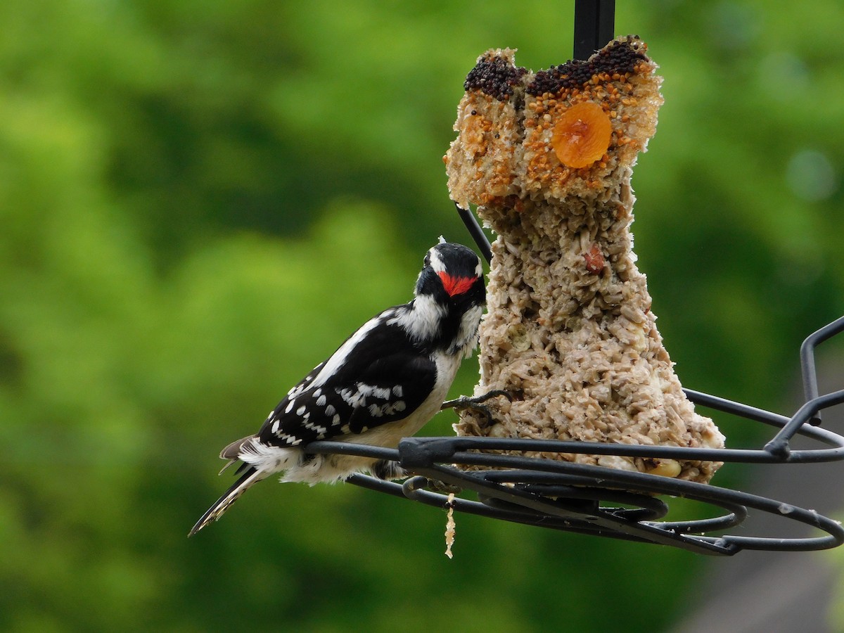 Downy Woodpecker - Mireille Spicer