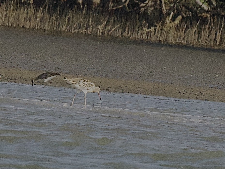 Eurasian Curlew - ML618272344