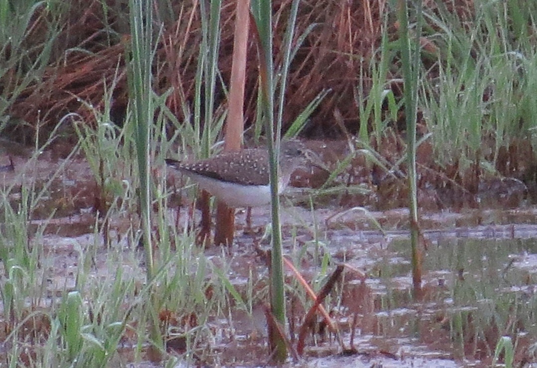 Solitary Sandpiper - "Chia" Cory Chiappone ⚡️